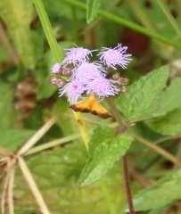 Pyrausta bicoloralis