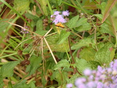 Pyrausta bicoloralis