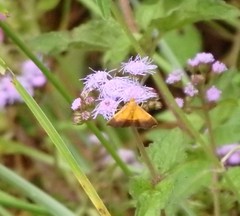 Pyrausta bicoloralis