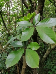 Pseudopanax laetus