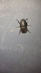 Dorcus parallelipipedus