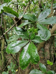 Pseudopanax laetus