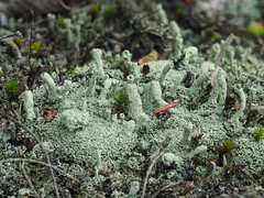 Cladonia cylindrica