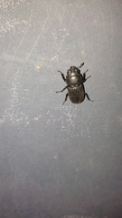 Dorcus parallelipipedus