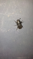 Dorcus parallelipipedus