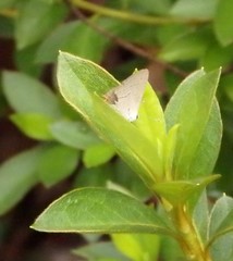 Strymon melinus
