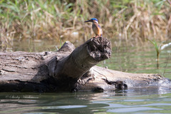 Corythornis cristatus