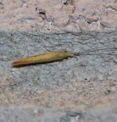 Nectopsyche pavida