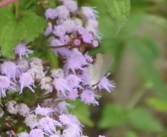 Strymon melinus
