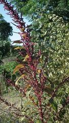 Amaranthus hybridus