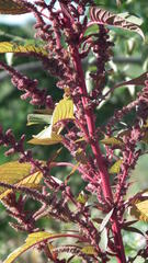 Amaranthus hybridus