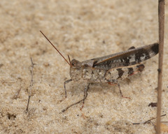 Spharagemon marmorata