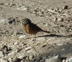 Emberiza tahapisi nivenorum