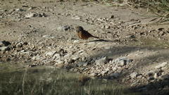 Emberiza tahapisi nivenorum