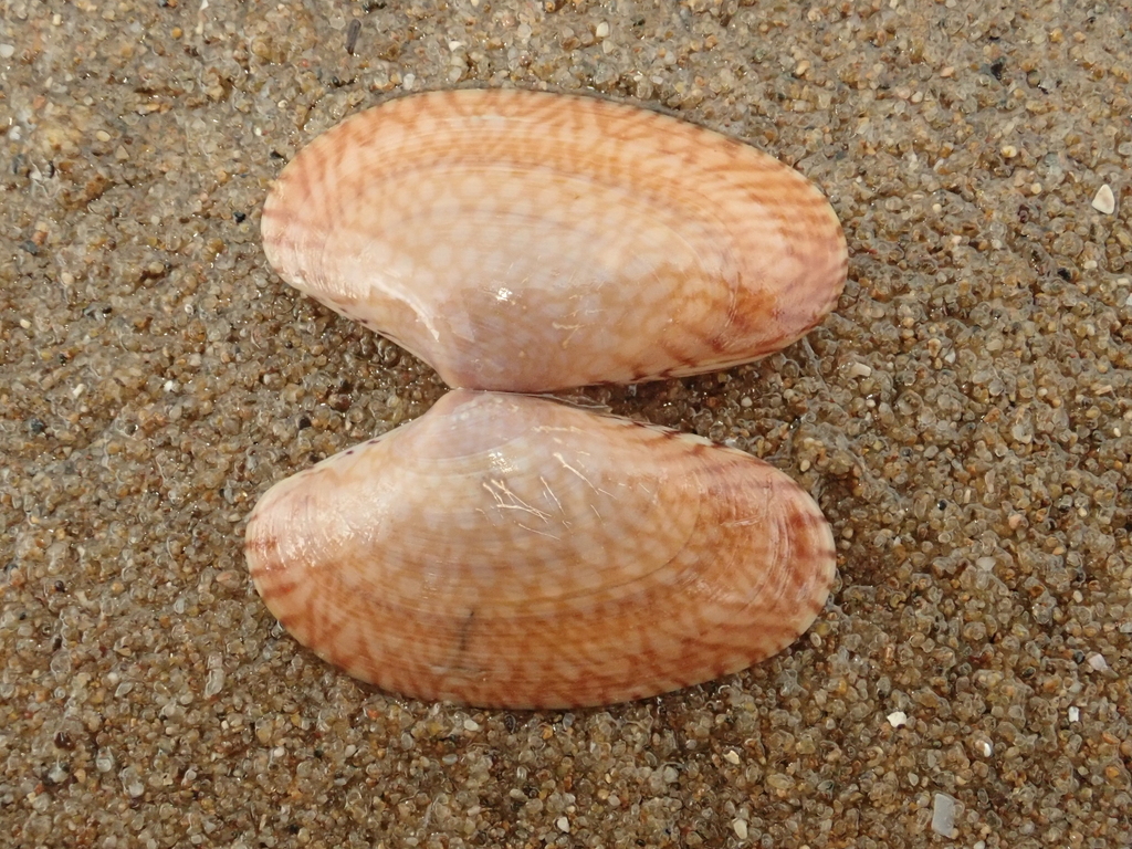 Paratapes