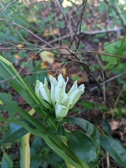 Gentiana villosa