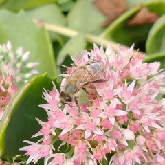 Apis mellifera