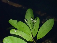 Hoya multiflora