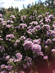 Verticordia plumosa