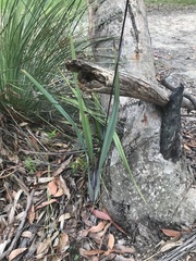 Dianella prunina