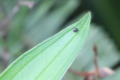 Stethorus cantonensis