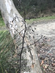 Dianella prunina