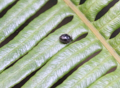 Stethorus cantonensis