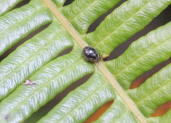 Stethorus cantonensis