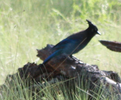 Cyanocitta stelleri
