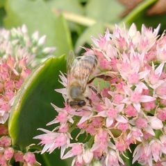 Apis mellifera