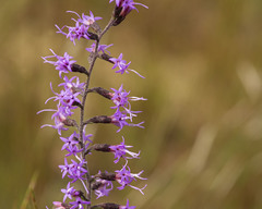 Liatris gracilis
