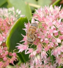 Apis mellifera