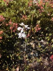 Prasophyllum cucullatum