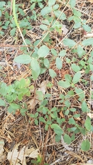 Ceanothus diversifolius