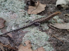 Lampropholis mirabilis