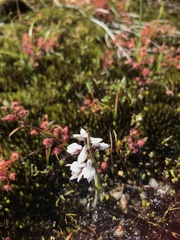 Prasophyllum cucullatum