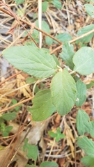 Ceanothus diversifolius
