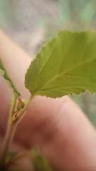 Ceanothus diversifolius