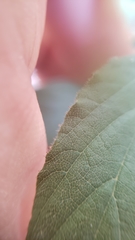 Ceanothus diversifolius