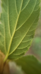 Ceanothus diversifolius