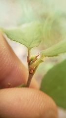 Ceanothus diversifolius