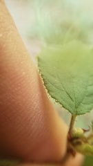 Ceanothus diversifolius