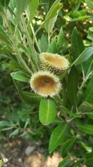 Notholithocarpus densiflorus echinoides