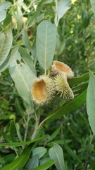 Notholithocarpus densiflorus echinoides