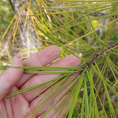 Pinus serotina