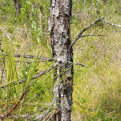 Pinus serotina