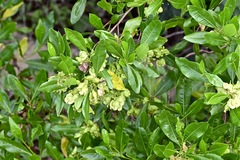 Dodonaea polyandra