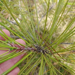 Pinus serotina