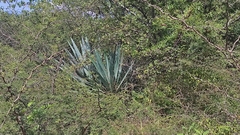Agave tequilana