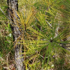 Pinus serotina